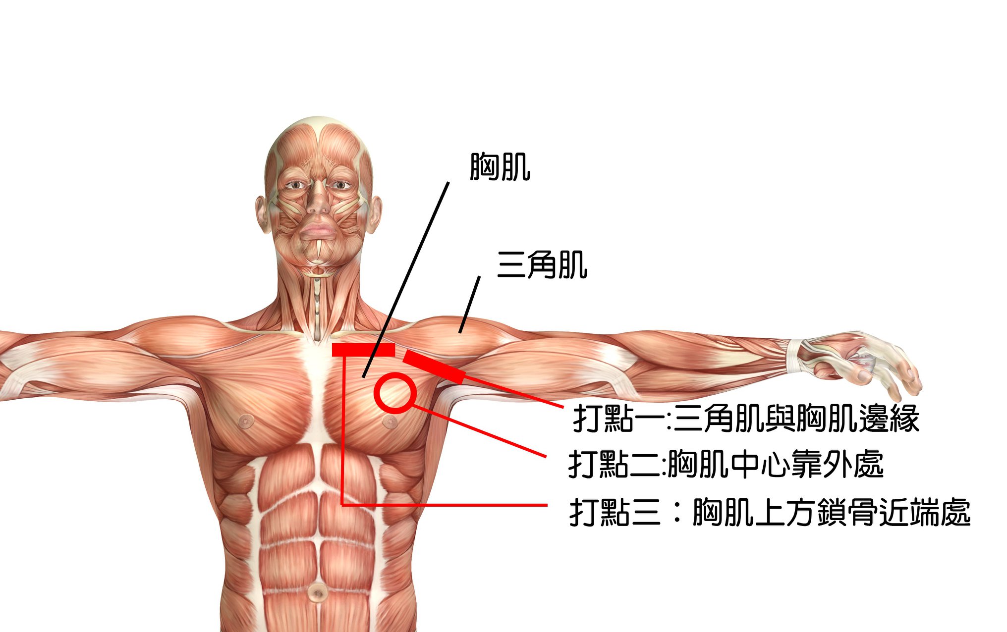 Pectoralis1