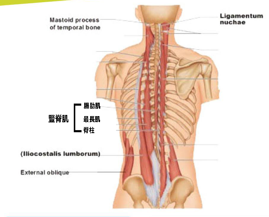 豎脊肌群