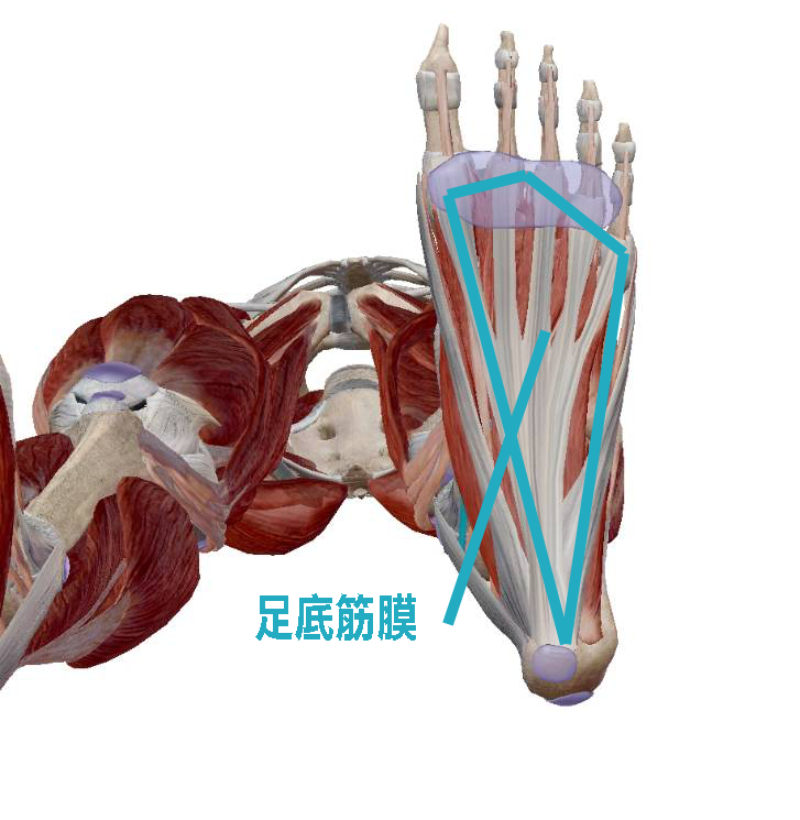 足底筋膜解剖圖